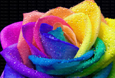 Raindrop Rainbow Rose - gratis png