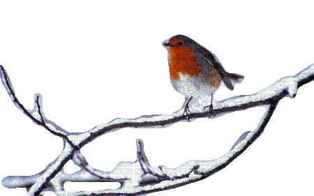 vogel bird winter milla1959 - Δωρεάν κινούμενο GIF