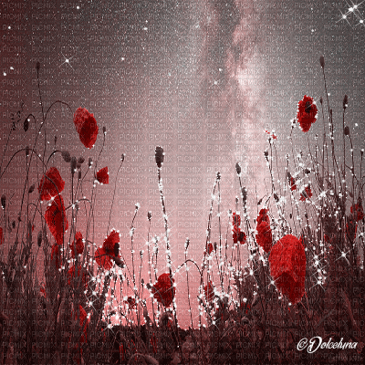 dolceluna poppy poppies field animated background - GIF animado gratis