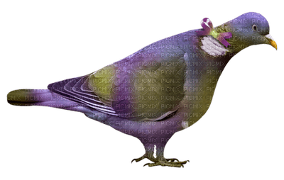 Kaz_Creations Purple Violet Deco Birds Bird - png ฟรี