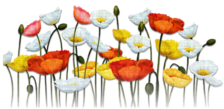 soave deco flowers poppy red yellow white - ilmainen png