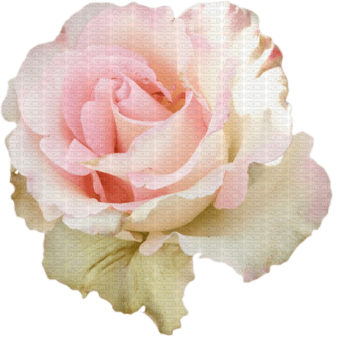rose flower - zdarma png