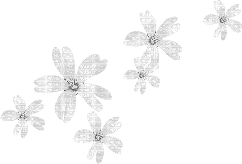 Flowers.White - nemokama png