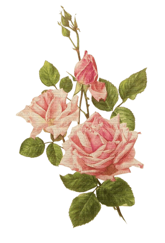 vintage roses - zdarma png