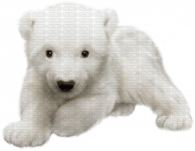 aze ours blanc White - png gratis