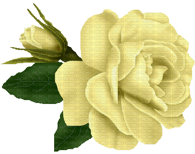 yellow rose - Gratis geanimeerde GIF