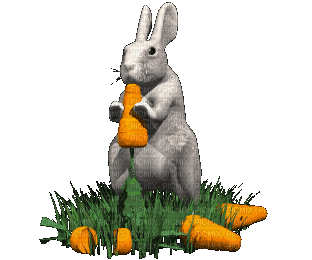 ani-hare-bunny - Gratis animeret GIF