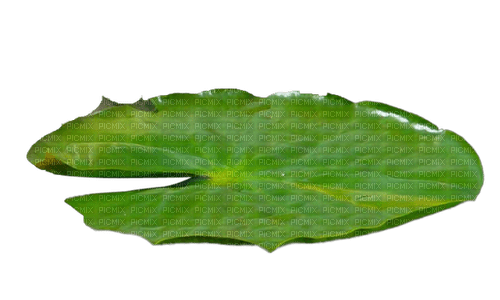 Leaf - png grátis