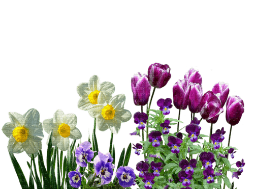 Fleurs - besplatni png