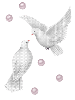 dove birds - δωρεάν png