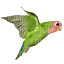 birds katrin - GIF animado gratis