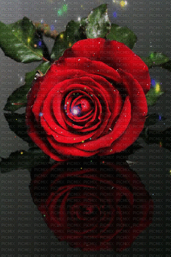 Rosa roja - GIF animado gratis