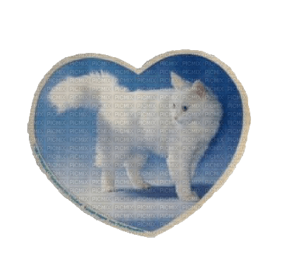 cat sticker - png grátis