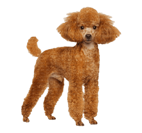 poodle - 無料png
