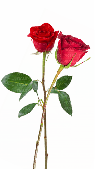 roses - Nitsa P - 免费PNG