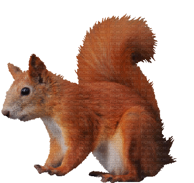 squirrel Teeh - GIF animasi gratis