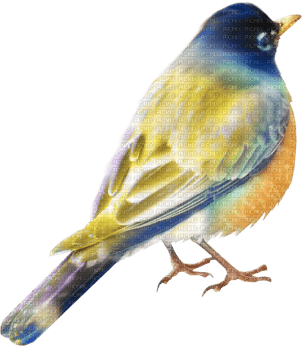 Bird Blue Yellow Orange - Bogusia - gratis png
