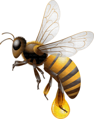 Kaz_Creations Bees Bee - δωρεάν png