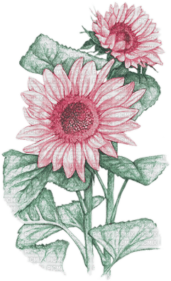 soave deco flowers sunflowers branch pink green - 免费PNG
