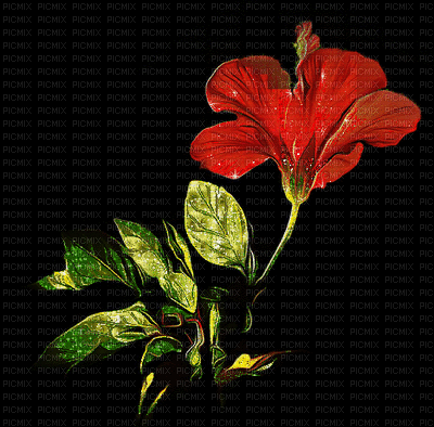 red flower - 無料のアニメーション GIF
