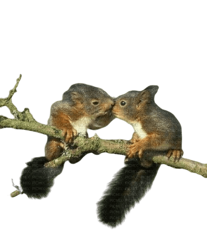 squirrel - ingyenes png