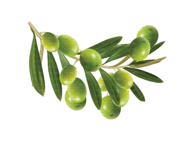 olives bp - 無料png