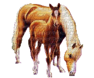 caballos gif  dubravka4 - Бесплатный анимированный гифка