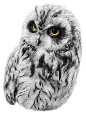 owl by nataliplus - ücretsiz png