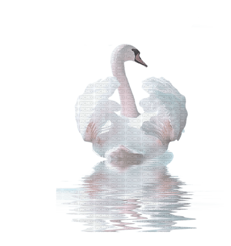 swan rox - ingyenes png