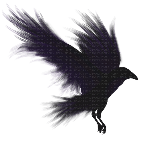 Raven - png ฟรี