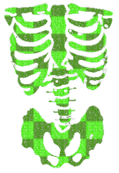 Bones - Free animated GIF
