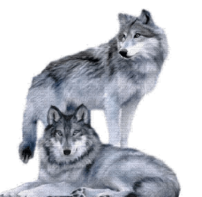 az loup wolf animaux animal - zadarmo png