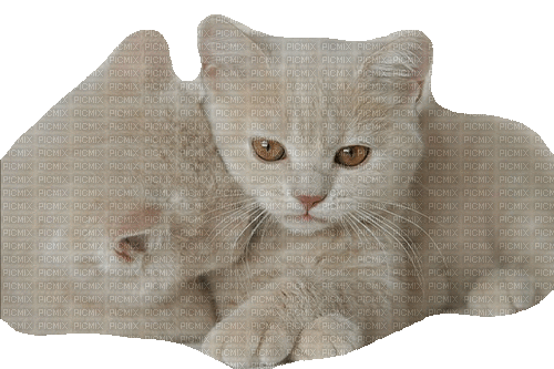 Cats, Katzen - Free animated GIF