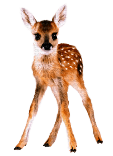 Deer.Brown.White - png grátis