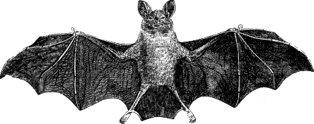 bat - Zdarma animovaný GIF