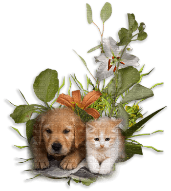 chien et   chat - png grátis