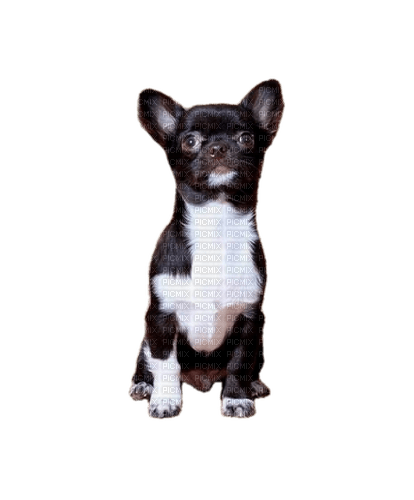 Chihuahua - 免费PNG