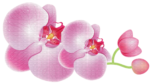 orchids Bb2 - gratis png