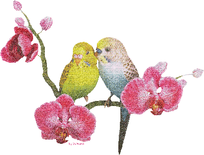 oiseau,fleur - Darmowy animowany GIF
