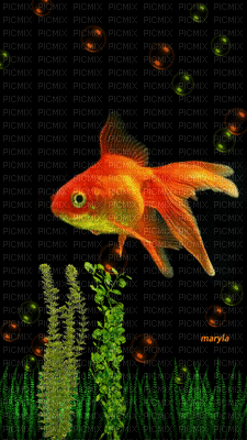 goldfish - Бесплатный анимированный гифка