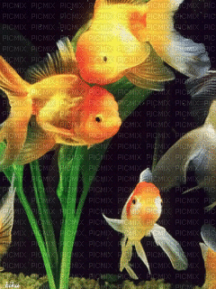 золотая рыбка - Gratis animeret GIF