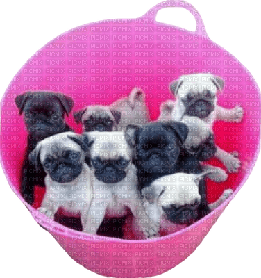 dog hund chien puppies chiots tube animal animals animaux mignon fun pink - PNG gratuit