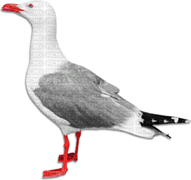 soave deco summer bird black white red - δωρεάν png
