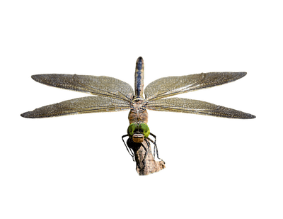 dragonfly, sudenkorento, sisustus, decor - zdarma png