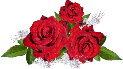 ruusu, rose, kukka, flower, fleur - png ฟรี