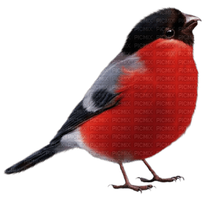 fågel - PNG gratuit