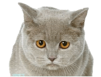 chat triste - GIF animé gratuit