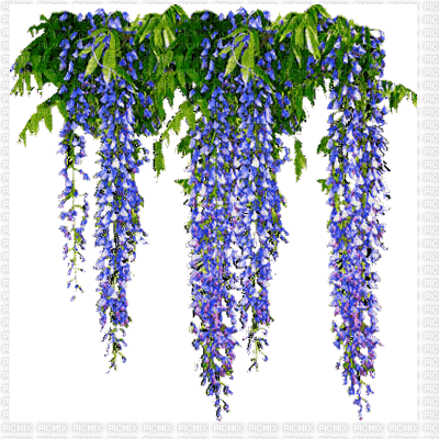 flor wisteria  azul gif dubravka4 - GIF animado grátis