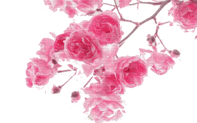 spring, flower, fleur - 無料のアニメーション GIF