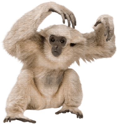 Gibbon baby - gratis png